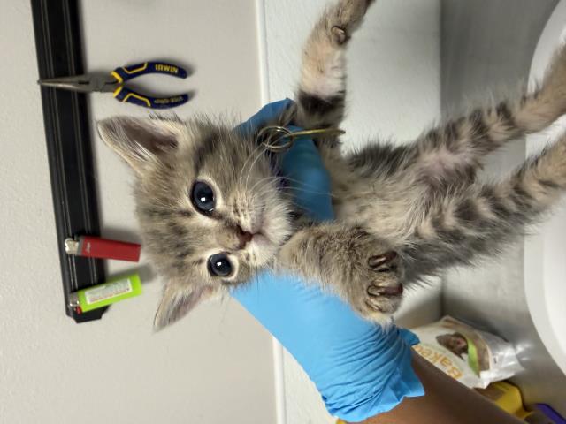 Bobby - Male - Domestic SH