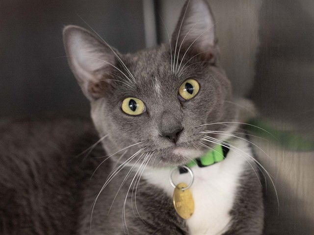 Rhubarb - Female - Domestic SH