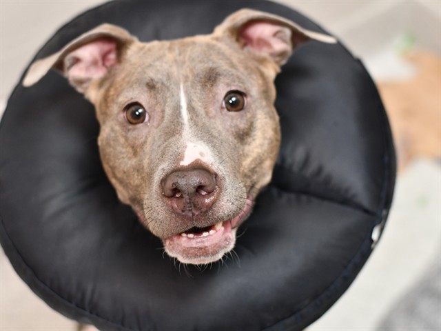 Pucca - Female - Pit Bull