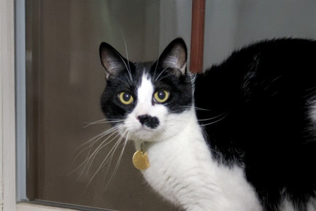 Louise - Female - Domestic SH