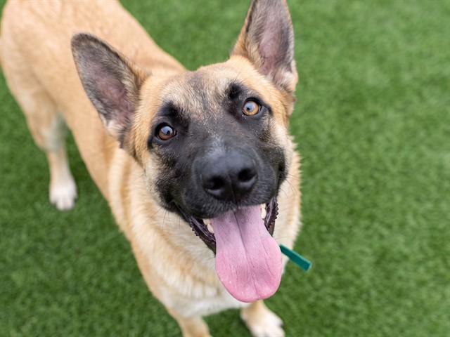 Chocolate - Female - Belgian Malinois-Border Collie