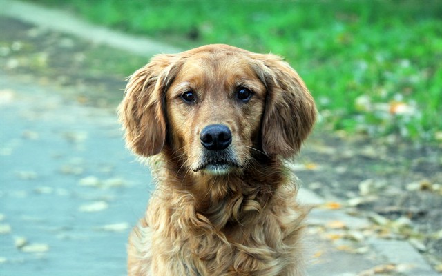 Loki - Male - Golden Retriever