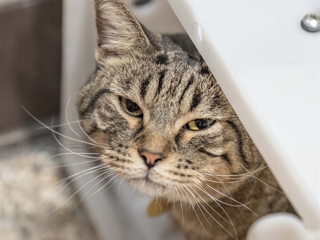 Momo - Male - Domestic SH