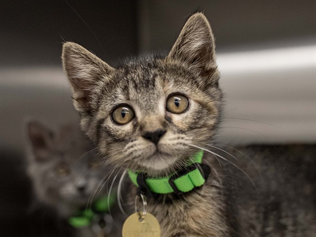 Karamanduka - Female - Domestic SH