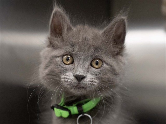 Charlotte Marshmallow - Female - Domestic MH