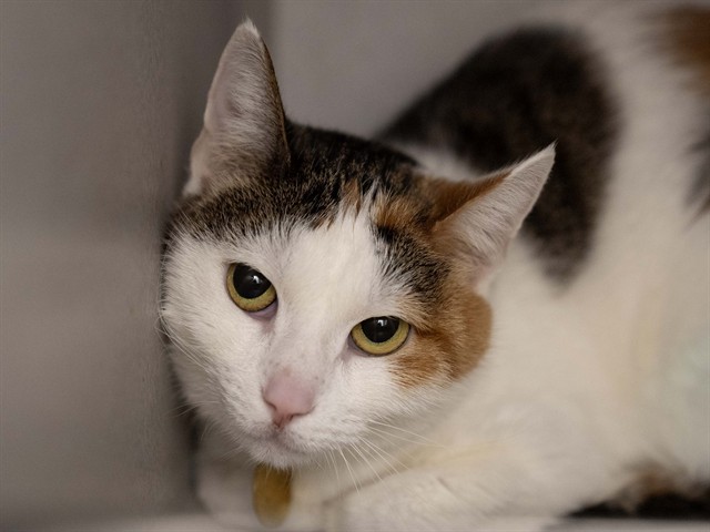 Kitkat - Female - Domestic SH