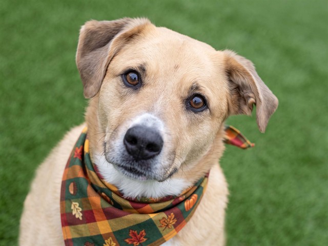 Shylo - Male - Labrador Retriever-Mix