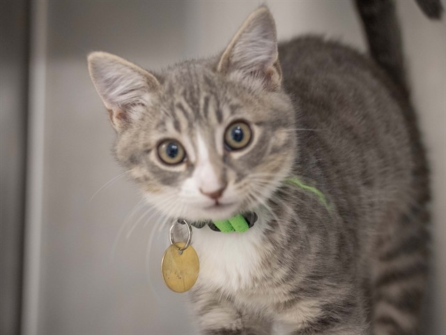 Half And Half - Female - Domestic SH