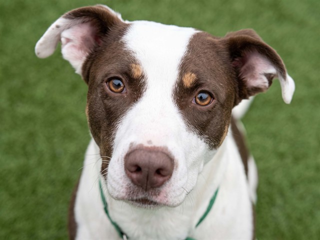 Chloe - Female - Nonspecific