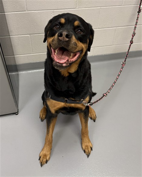 Zoey - Female - Rottweiler