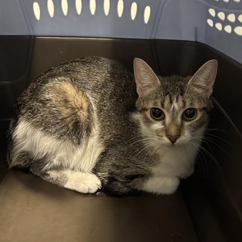 Allspice - Female - Domestic SH