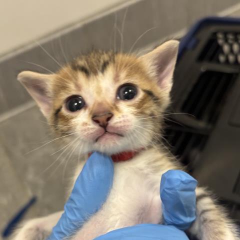 Cinnamon - Male - Domestic SH