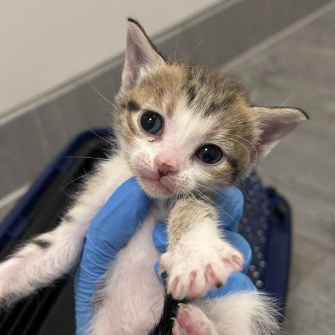 Nutmeg - Female - Domestic SH