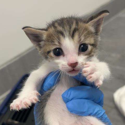 Pepper - Male - Domestic SH