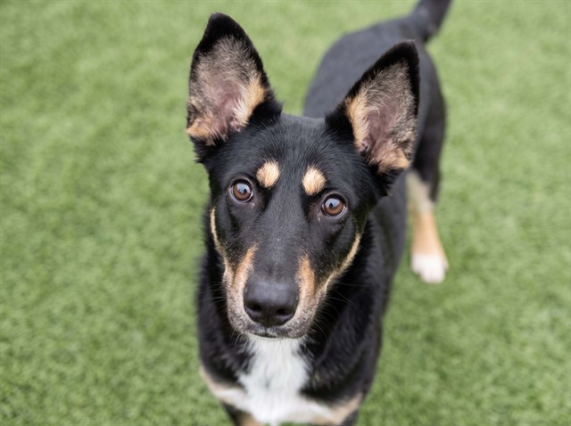 Freya - Female - Australian Shepherd-Mix