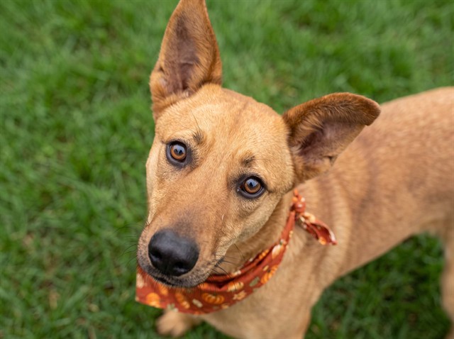 Charlotte - Female - Nonspecific