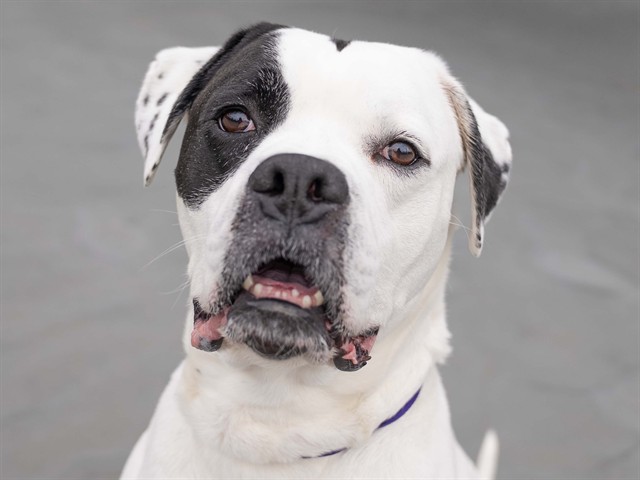 Bandit - Male - American Bulldog