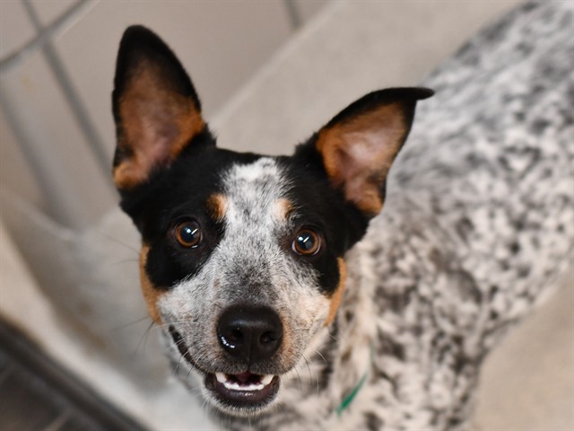 Skylar - Female - Nonspecific