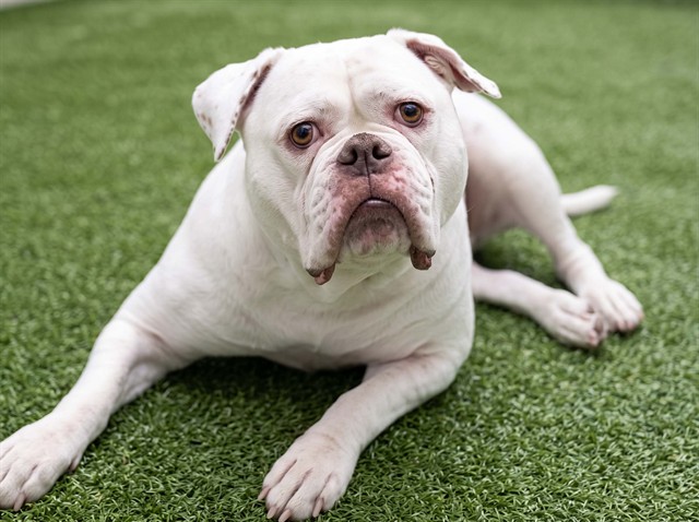 Candy - Female - American Bulldog-Mix