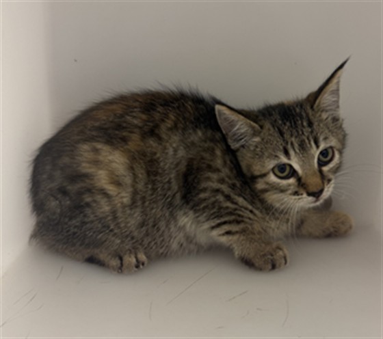 Atlas - Female - Domestic SH