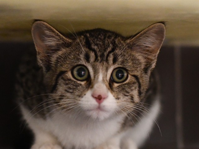 Maple - Female - Domestic SH