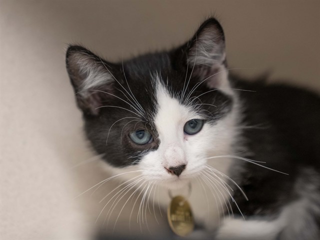 Cannellini - Male - Domestic SH