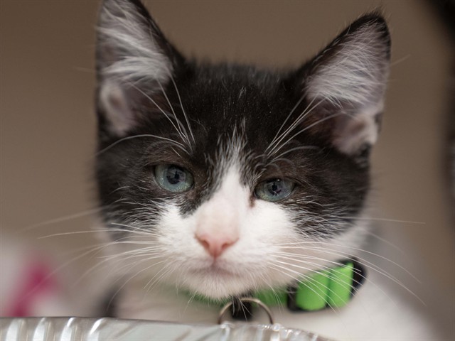 Lentil - Female - Domestic SH