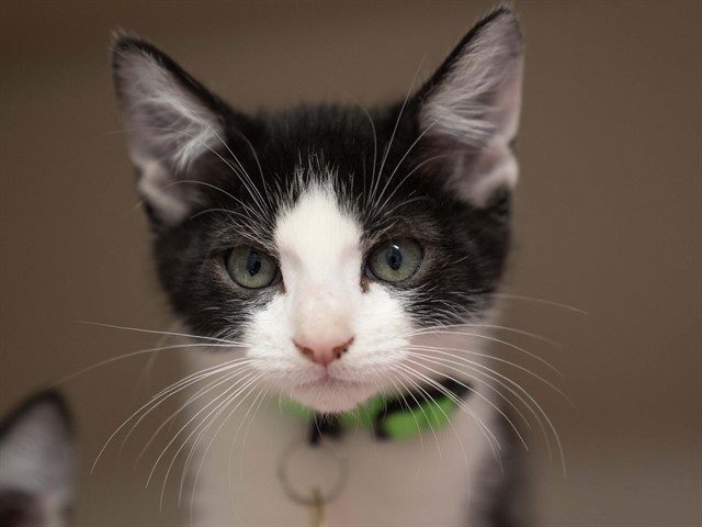 Chickpea - Female - Domestic SH
