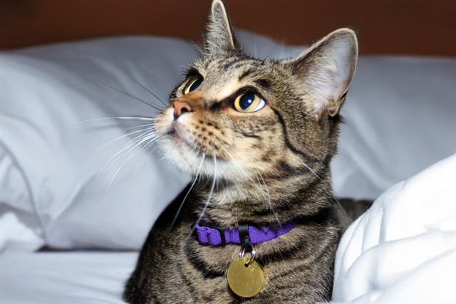 Oreo - Male - Domestic SH