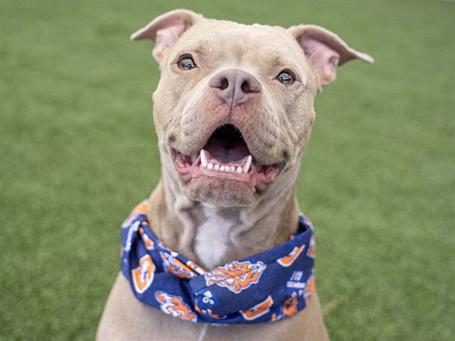 Missy - Female - Pit Bull-Mix