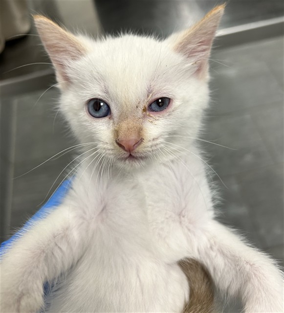 Ice Cube - Male - Domestic SH