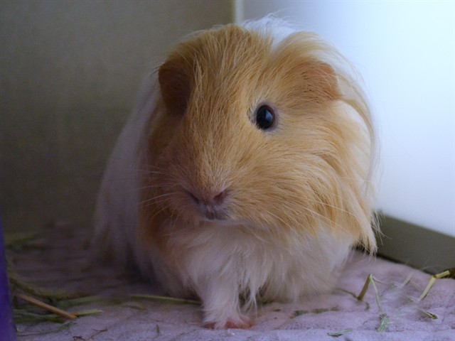 Pebbles - Male - Guinea Pig