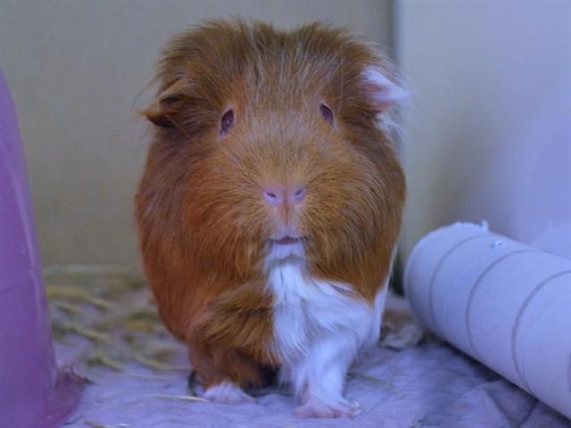 Ruby - Female - Guinea Pig