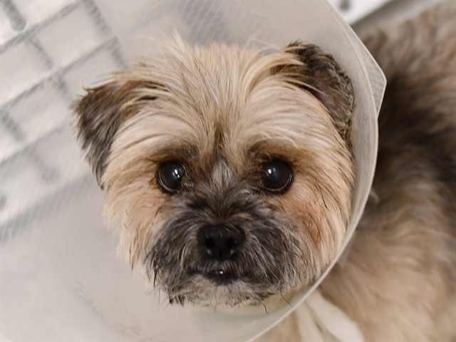 Nunu - Female - Shih Tzu
