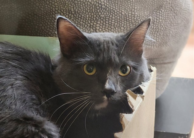Mittens - Male - Domestic MH