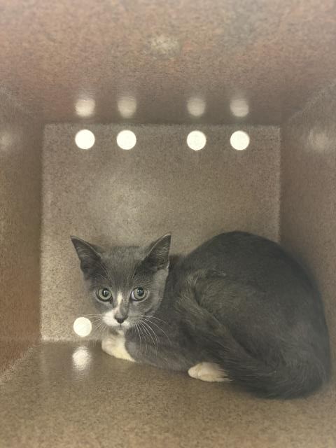Sage - Male - Domestic SH-Mix