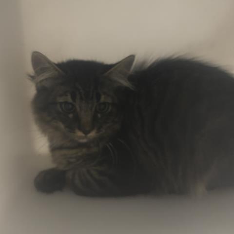 Ned - Male - Domestic SH