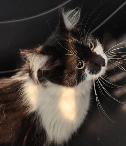 Fungi - Female - Domestic SH