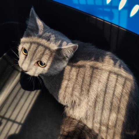 Yap - Female - Domestic SH