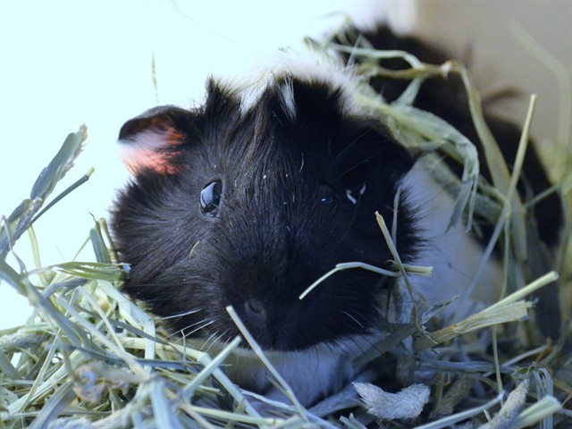 Blanca - Female - Guinea Pig