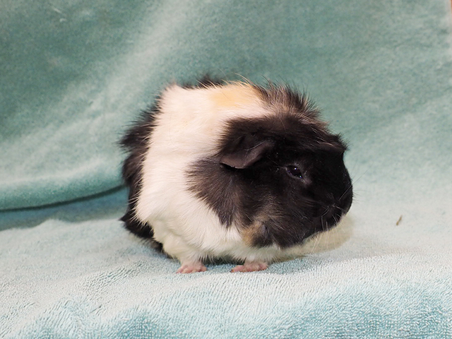 Nova - Female - Guinea Pig