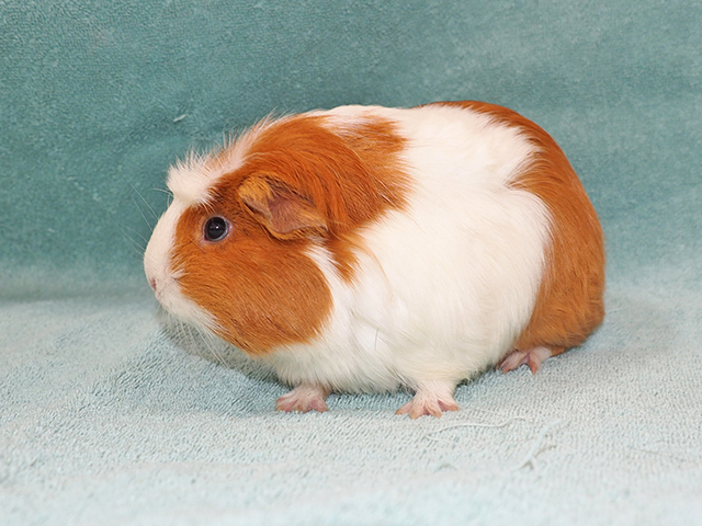 Billie - Female - Guinea Pig