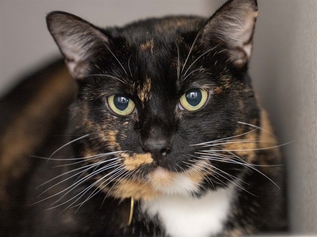 Kiki - Female - Domestic SH