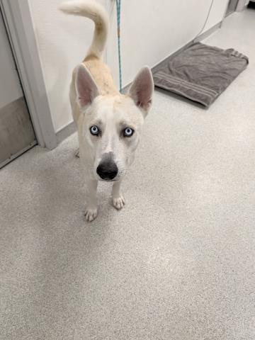 Osmo - Male - Siberian Husky