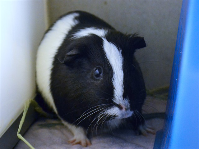 Despereaux - Male - Guinea Pig
