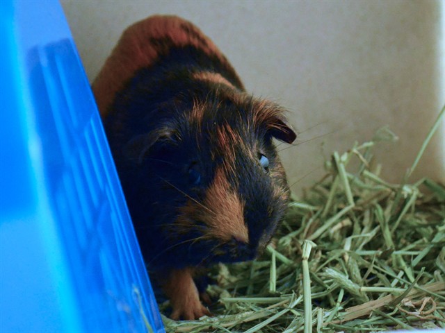 Merlot - Male - Guinea Pig