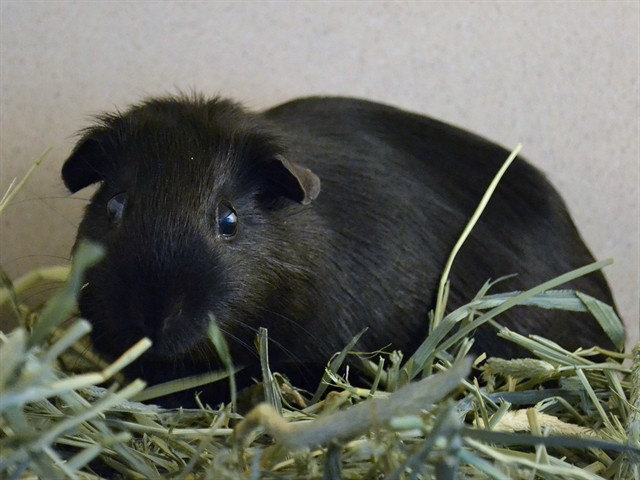 Alfred - Male - Guinea Pig