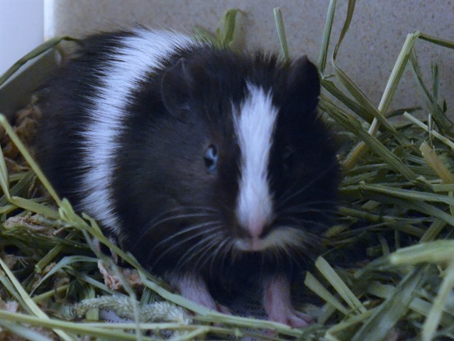 Charming - Male - Guinea Pig