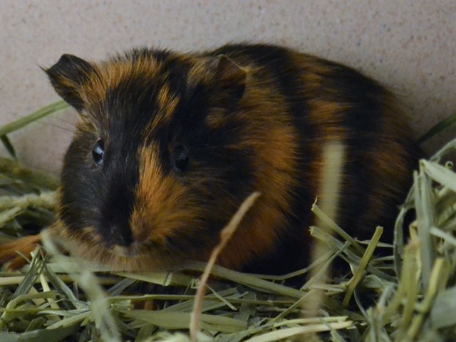 Figgy - Male - Guinea Pig