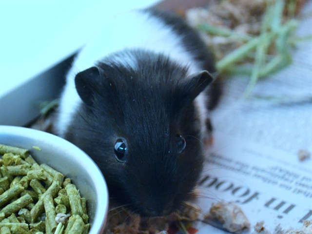 Pea - Male - Guinea Pig